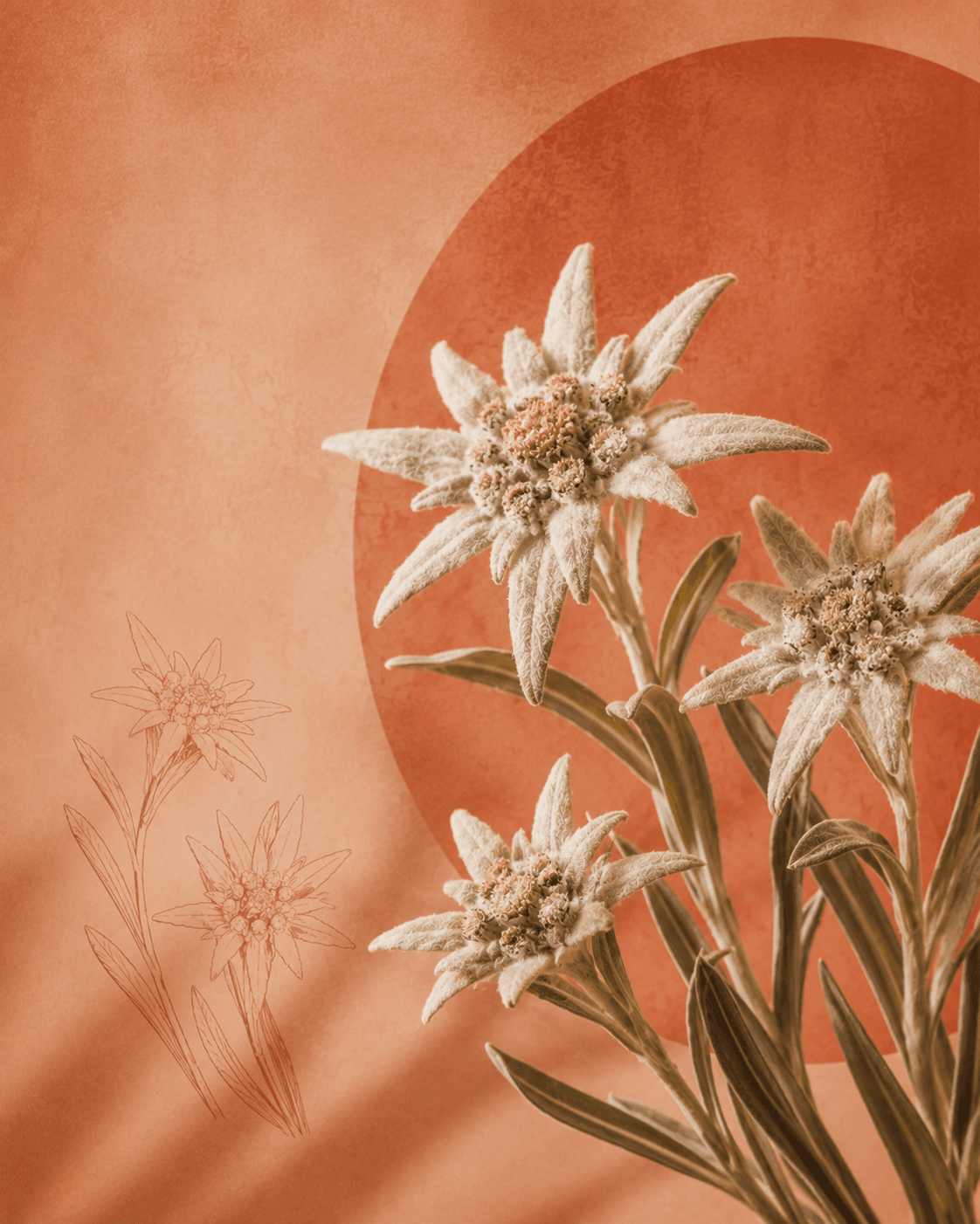EDELWEISS — actif naturel utilisé chez Holi Therapy