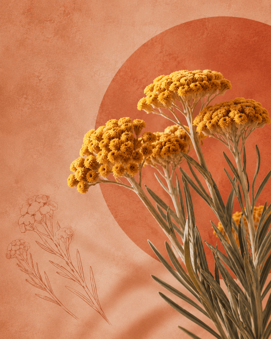 GLYALIS 21® — actif naturel utilisé chez Holi Therapy